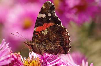 DDOS压力测试网页端