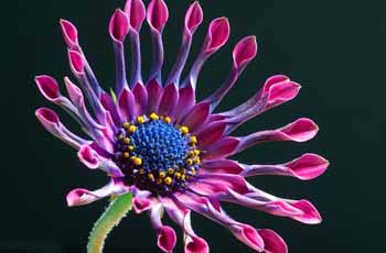 DDOS压力测试网页端