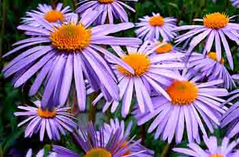 免费DDOS攻击测试工具